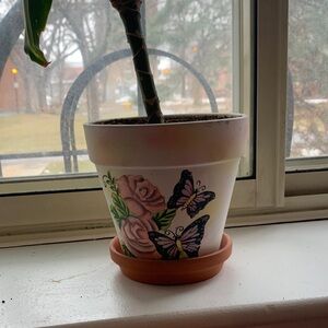 Draceana Plant in a Hand-Painted Flower Pot with Butterfly Design